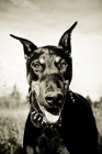 Picture of Doberman in field