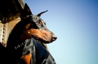 Picture of Doberman looking aside