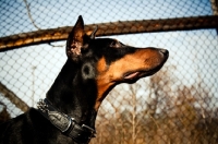Picture of Doberman profile in front of fence