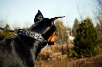 Picture of Doberman pulling on leash