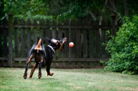 Picture of doberman retrieving ball