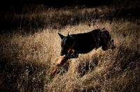 Picture of Doberman running through field