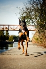 Picture of Doberman running towards camera