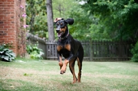 Picture of doberman running