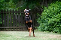 Picture of doberman running