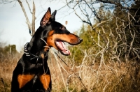 Picture of Doberman sitting in field