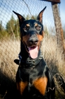 Picture of Doberman sitting in front of fence