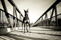 Picture of Doberman standing on foot bridge