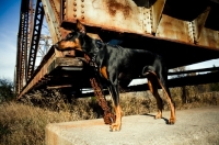 Picture of Doberman standing on old train bridge