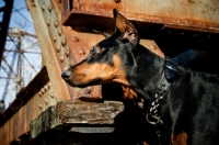 Picture of Doberman standing on train bridge