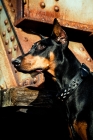 Picture of Doberman standing on train bridge