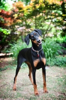 Picture of doberman standing while tilting head