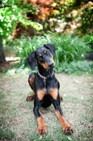 Picture of doberman tilting head