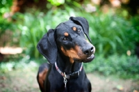 Picture of doberman tilting head