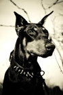 Picture of Doberman wearing spiky collar