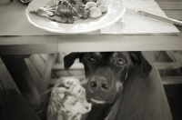 Picture of Dobermann-cross begging food from under the table at a restaurant
