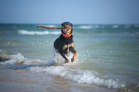 Picture of Dobermann-cross running in the sea with a stick in its mouth