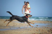 Picture of dobermann-cross running on a beach, owner in the background