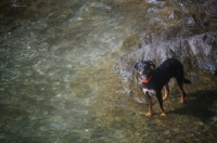 Picture of dobermann-cross standing still in the water, looking up
