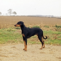 Picture of dobermann  standing in the countryside