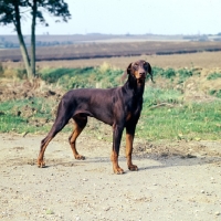 Picture of dobermann  standing in the countryside,