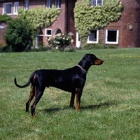 Picture of dobermann  standing on grass