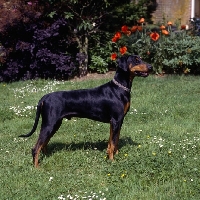 Picture of dobermann  standing on grass