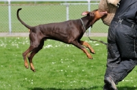 Picture of Dobermann atacking