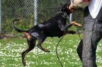 Picture of Dobermann attacking
