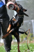 Picture of Dobermann attacking