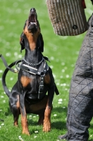 Picture of Dobermann barking
