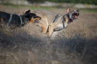 Picture of dobermann cross and czechoslovakian wolfdog cross playing in a field