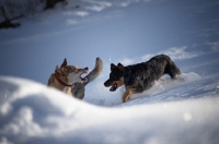 Picture of dobermann cross and czechoslovakian wolfdog cross playing in snow