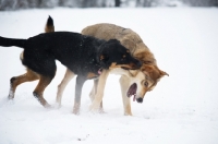 Picture of dobermann cross biting the neck of a czechoslovakian wolfdog cross while playing fight in the snow