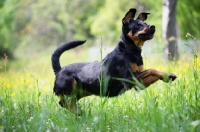 Picture of dobermann cross jumping in a field 