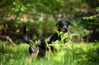 Picture of dobermann cross standing in a field behind tall grass