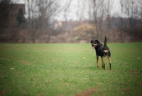 Picture of dobermann cross standing in a field and looking back towards owner