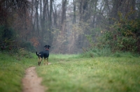 Picture of Dobermann cross standing on a path in a beautiful country scenery