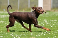 Picture of Dobermann dog retrieving