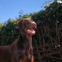 Picture of dobermann head and shoulder shot