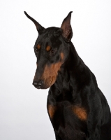 Picture of Dobermann in studio, looking down