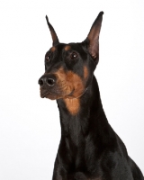 Picture of Dobermann in studio, looking up