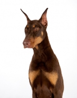 Picture of Dobermann in studio