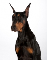 Picture of Dobermann in studio