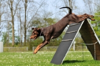 Picture of Dobermann jumping down