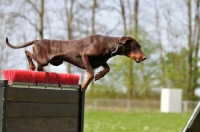 Picture of Dobermann jumping fence