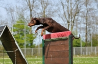 Picture of Dobermann jumping obstacle