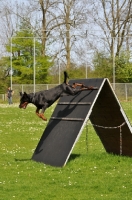 Picture of Dobermann jumping of structure