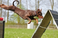 Picture of Dobermann jumping through air