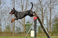 Picture of Dobermann jumping